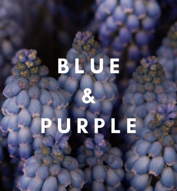 Blue and Purple