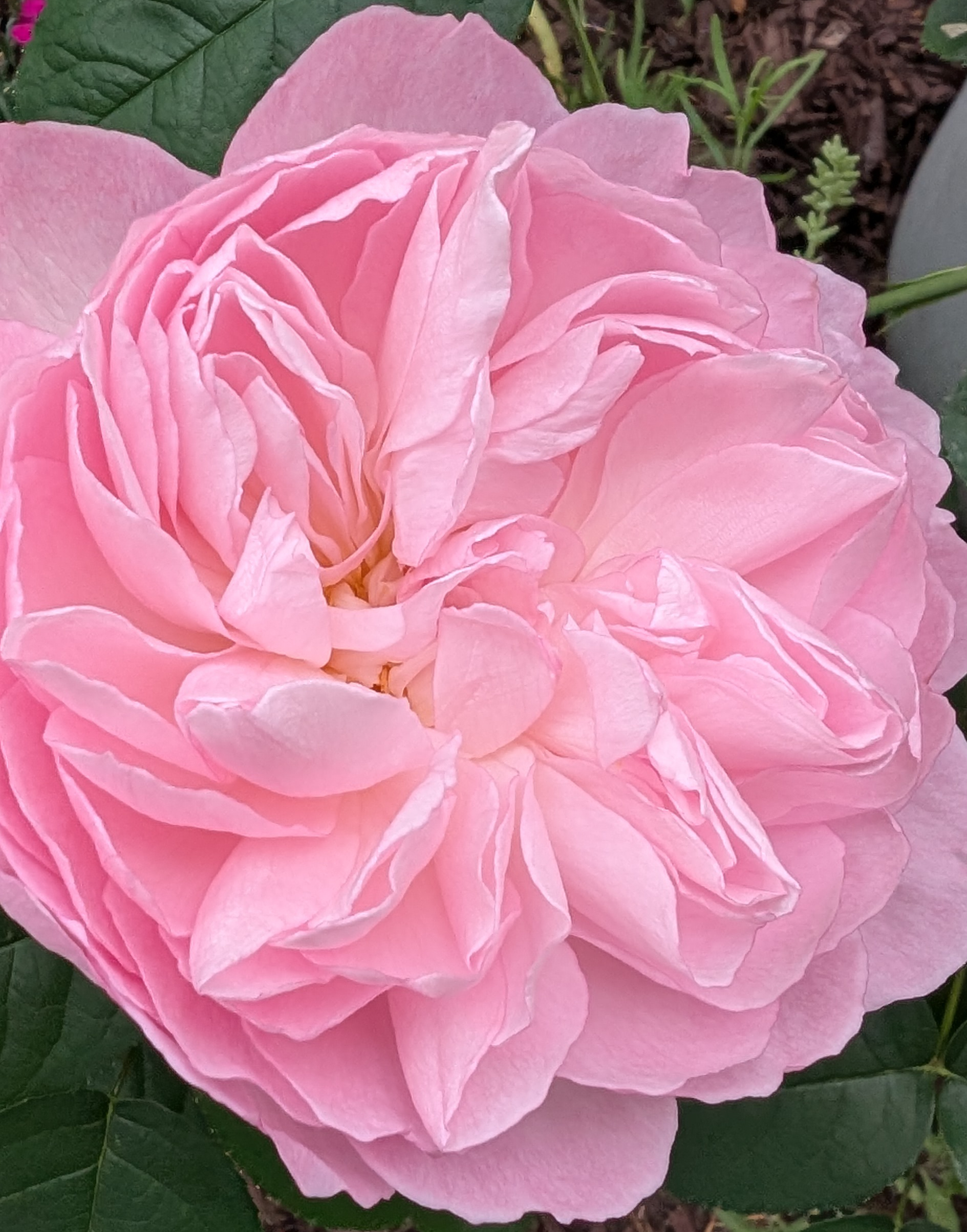 Annette – Brown’s The Florist BD Canada