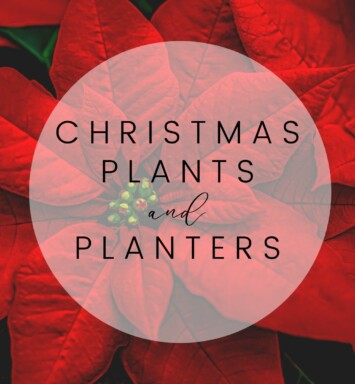 Christmas Plants and Planters