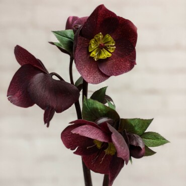 Top Five Best Winter Flowers – Brown's The Florist BC Canada