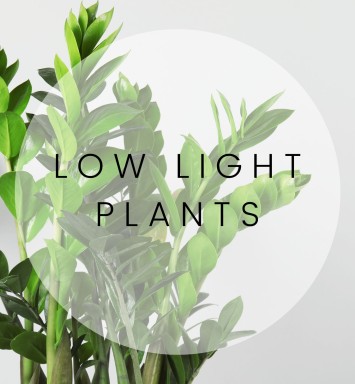 Low Light Plants