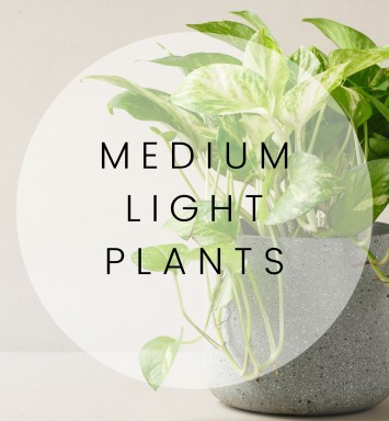 Medium Light Plants