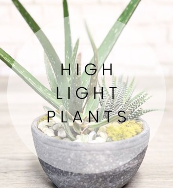 High Light Plants