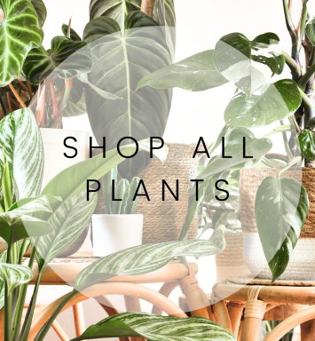 Shop All Green Plants