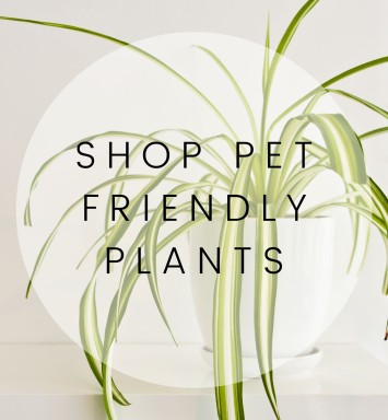 Pet-Friendly Plants