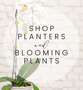 Planters and Blooming Plants