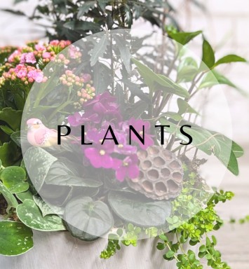 Plants