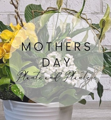 Mother's Day Plants and Planters